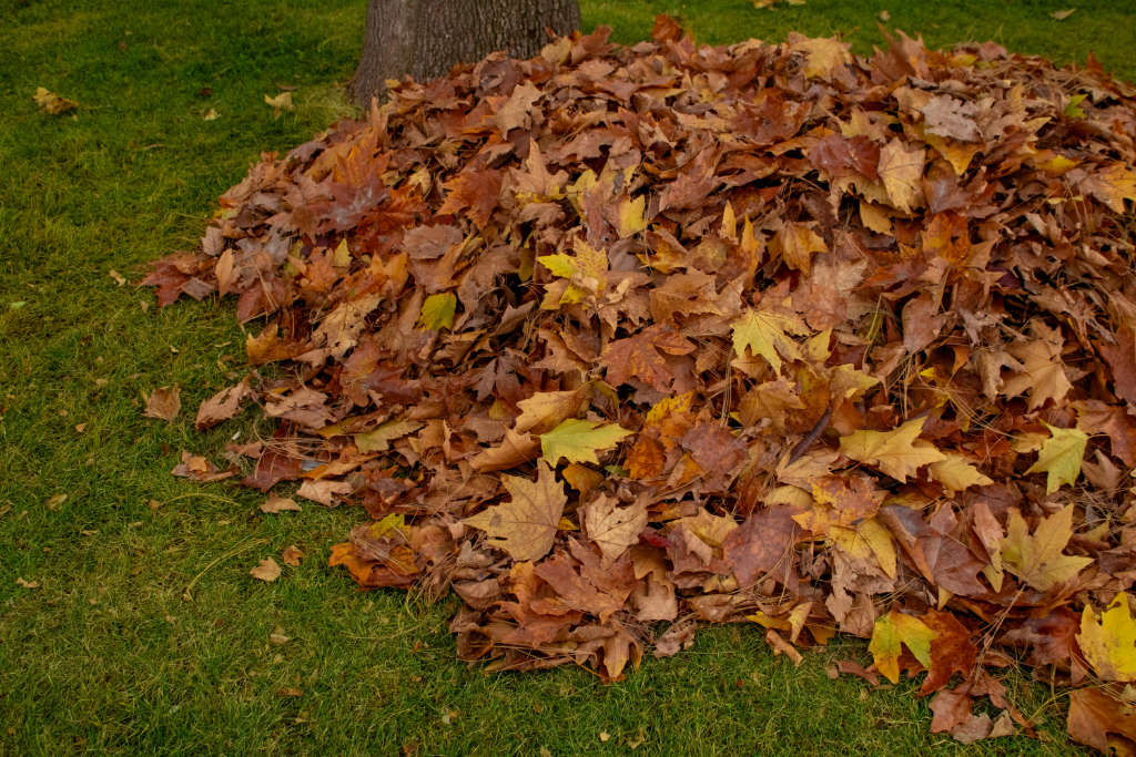 Tas de feuilles mortes sur une pelouse au pied d'un arbre