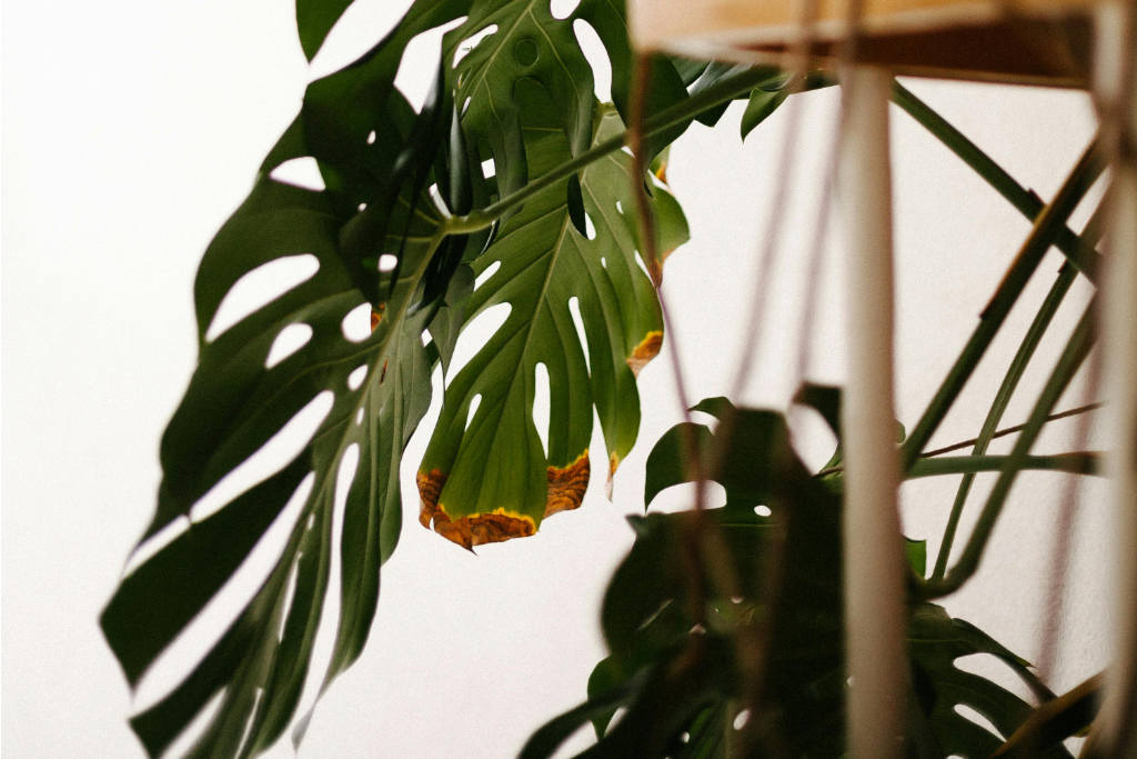 Extrémités des feuilles d'un monstera deliciosa qui jaunissent