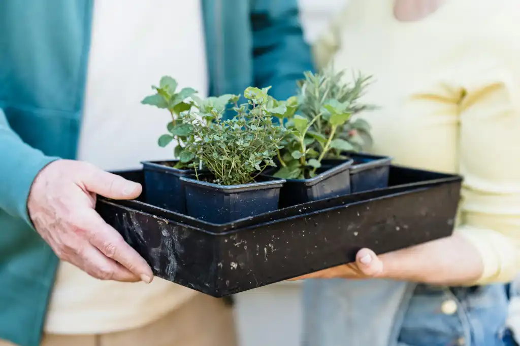Plants de menthe, de romarin et de thym, prêts à être rempotés