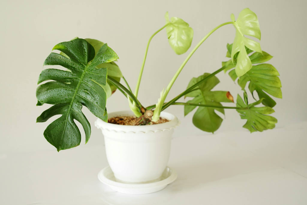 Jeune plant de monstera humide via brumisation