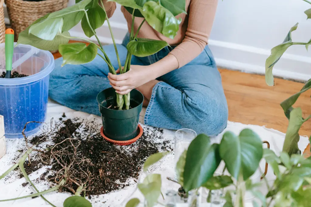 Rempotage d'une plante d'intérieur