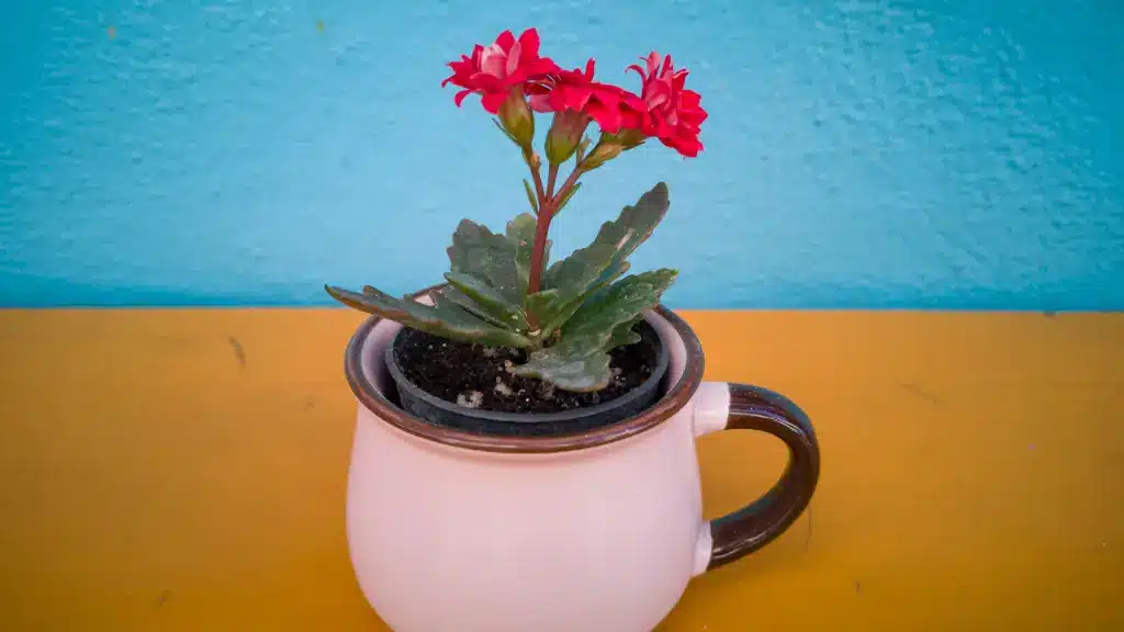 Entretien : kalanchoe qui aura très bientôt besoin d'un rempotage !