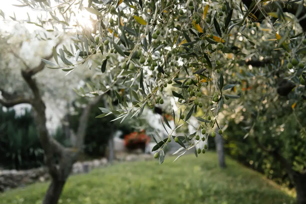 Olivier taillé qui porte des olives en pleine terre