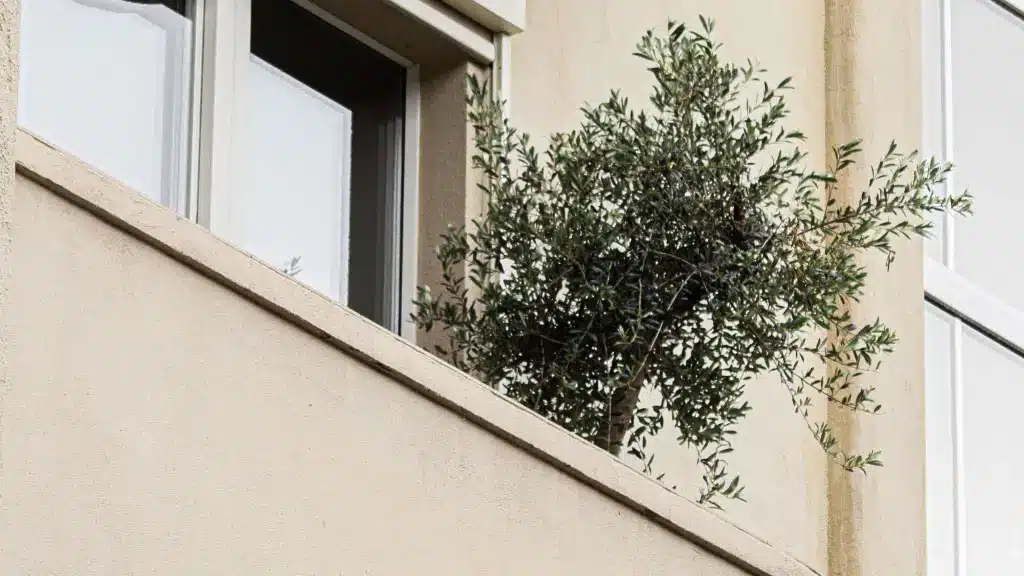 Comment tailler un olivier en pot sur sa terrasse ou son balcon ?